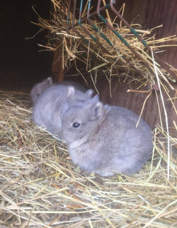zdrobnele-kraliky-big-2