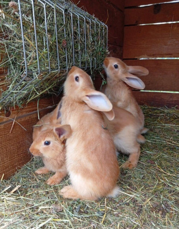 burgundsky-kralik-big-0