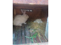 kraliky-small-4