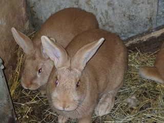 kraliky