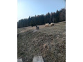 jahnata-small-4
