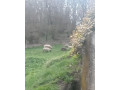 jahnata-small-2