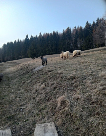jahnata-big-4
