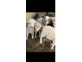 predam-jahnata-small-0