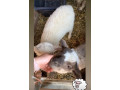 predam-jahnata-small-1