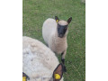 clun-forest-jahnicky-small-1