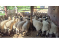 clun-forest-jahnicky-small-0