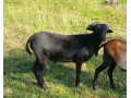 kamerunsky-baran-small-0