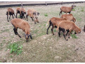 kamerunske-ovce-na-predaj-small-1