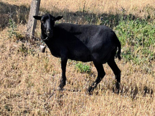 kamerunska-ovca-cierna-na-predaj