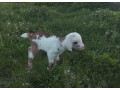 koza-small-0