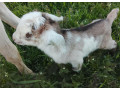 koza-small-1