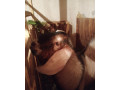 predam-anglinubinskeho-capka-small-0