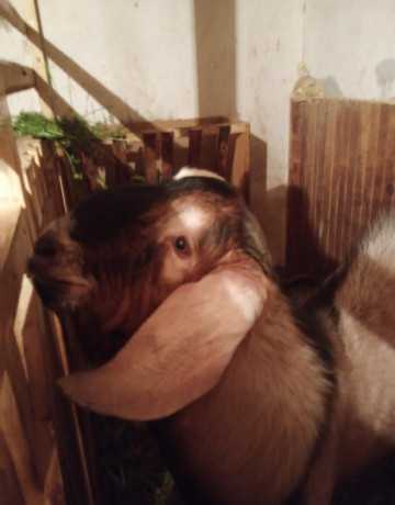 predam-anglinubinskeho-capka-big-0