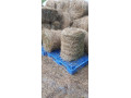 baliky-sena-small-2