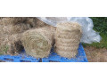 baliky-sena-small-3