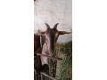 predam-kozu-small-2