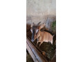 predam-kozu-small-1