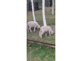 predam-jahnata-ovce-small-0