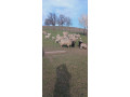 predam-jahnata-ovce-small-1