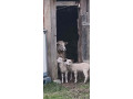 predam-jahnata-ovce-small-2