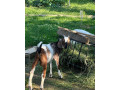 predam-anglonubijske-kozy-small-0
