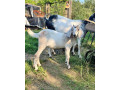 predam-anglonubijske-kozy-small-4