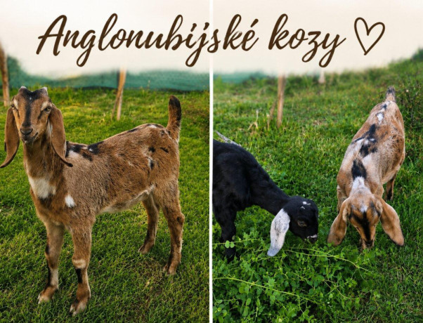 anglonubijske-kozliatka-big-2