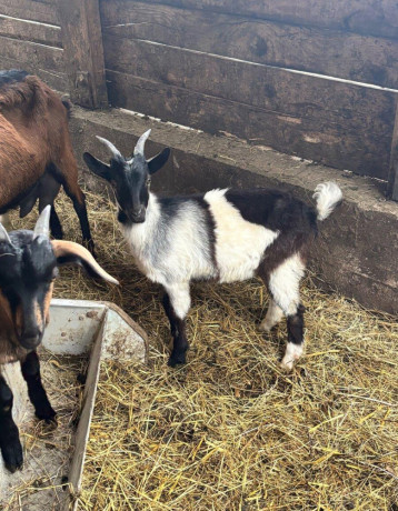 kozliatka-big-2