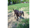 kozicka-small-1