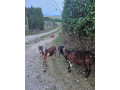 anglonubijske-kozy-small-0