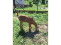 capko-small-2