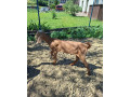 capko-small-1