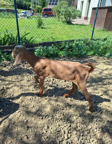 capko-big-1