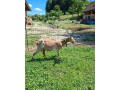 koza-small-1