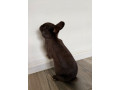 zakrsly-kralik-small-4