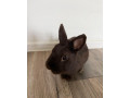 zakrsly-kralik-small-3