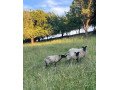 ovce-romanovske-small-3