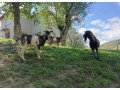 predam-vlanajsieho-capka-small-0