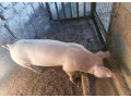 predam-odstavcata-small-0