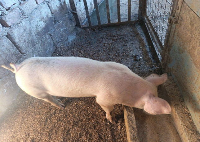 predam-odstavcata-big-0