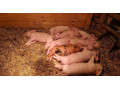 predam-odstavcata-small-0