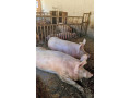 predam-rocne-prasce-small-1