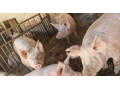 predam-rocne-prasce-small-0