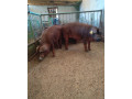 duroc-small-4