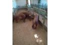 duroc-small-2