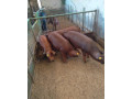 duroc-small-3