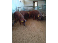 duroc-small-0