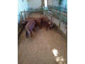 duroc-small-1