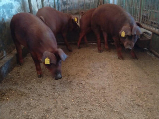 duroc